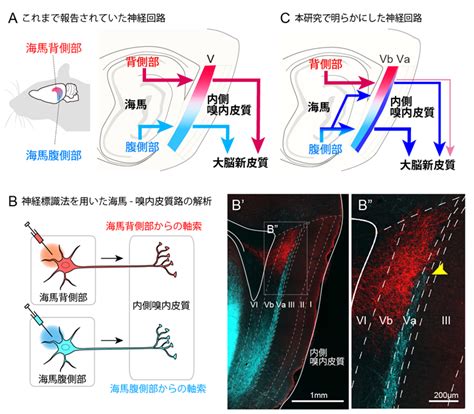 海馬回|記憶を思い出すための神経回路を発見 